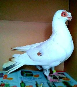 received_2053365298275004