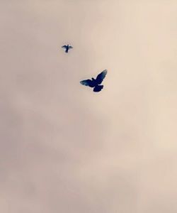 La zbor; Constănţeni în libertate
