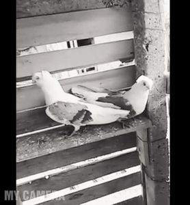 Aşa a început totul