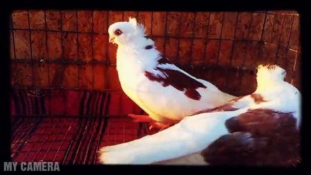 Mascul; Pătat pe roşu 2017

