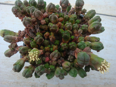 Crassula pyramidalis Thunb. 1778.; Denumire acceptată. Origine; Africa de Sud (Little Karoo).
