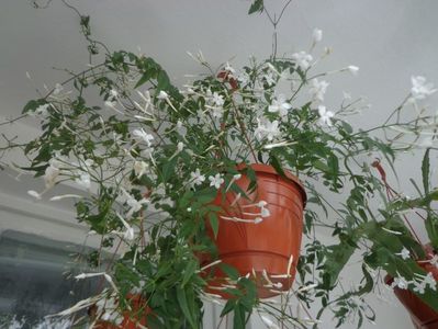 Jasmin polyanthum