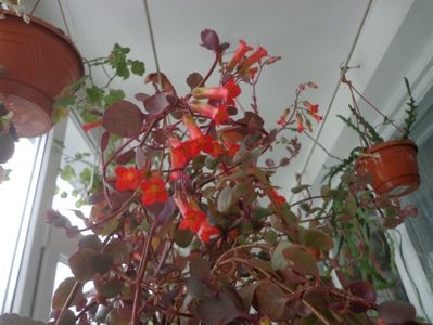 Kalanchoe manginii