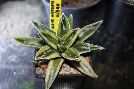 Agave Victoria Reginae Kizan 100