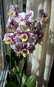 orhidee valynedelcu@yahoo.com 0156; grup facebook  "orhideea mea"
