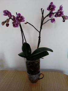 Mini; Orhidee mini,cea mai pitica
