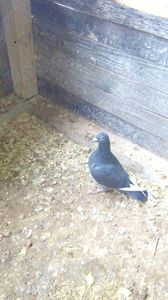 Negru b 18 Esp