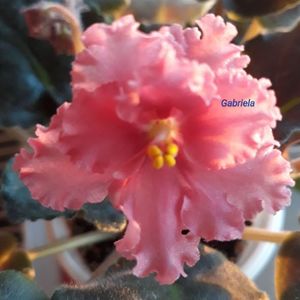 Ness Orange Pekoe epuizat