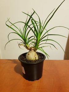 Beaucarnea recurvata