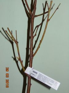 nectarin SANGUINE d AUVERGNE - 2018
