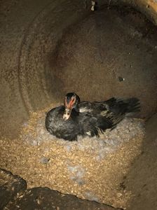 Albastra - closca; Are doar 10 oua ca nu am avut mai multe din cauza frigului
Din 25 martie a inceput
