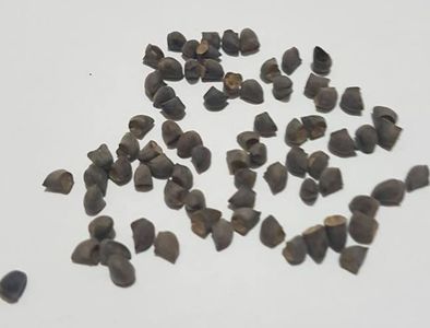 Cerinthe major purpurescens  marime seminte; Crevetele albastru, Coroana Gibraltarului - 40 seminte 5 RON
