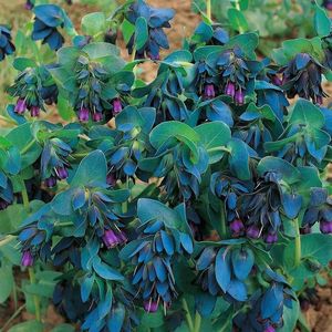 Cerinthe major purpurescens seminte plantat; Crevetele albastru, Coroana Gibraltarului - 40 seminte 5 RON
