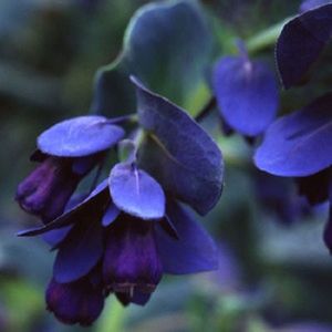 Cerinthe major purpurescens seminte; Crevetele albastru, Coroana Gibraltarului - 40 seminte 5 RON
