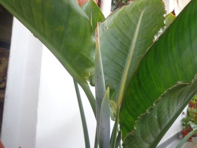 Strelitzia  ...as crede ca are tija florala!