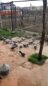 A venit primăvara; La relaxare
