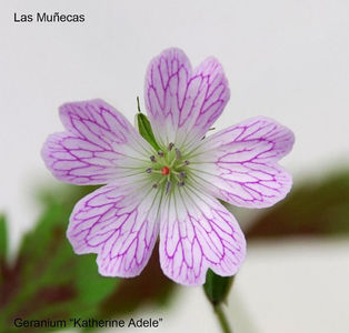 Geranium Katherine Adele