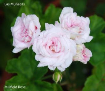 Millfield Rose 1_325