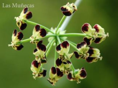 P. gibbosum Maroon_325