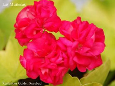 Rushmoor Golden Rosebud 1_325