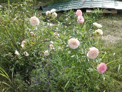 IMG-20180202-WA0010