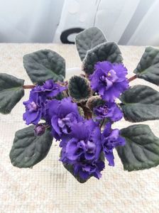 2 apr