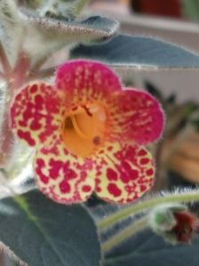 thumbnail (4) Multifolia