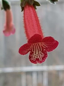 thumbnail (5) Ruby