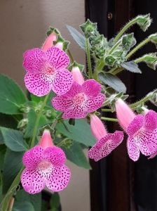 thumbnail (6) Sunchine