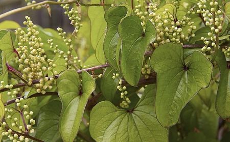 Dioscorea Opposita flori; ******Dioscorea Opposita seminte,3  bulbi de yam - 5 RON ******
