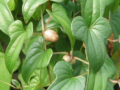 Dioscorea Opposita planta; ******Dioscorea Opposita seminte,3  bulbi de yam - 5 RON ******
