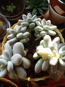 Pachyphytum Oviferum-Planta Drajeu