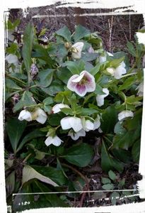 Helleborus