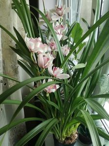 Cymbidium