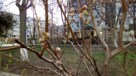 Bobocii piersicului 4.04.2018