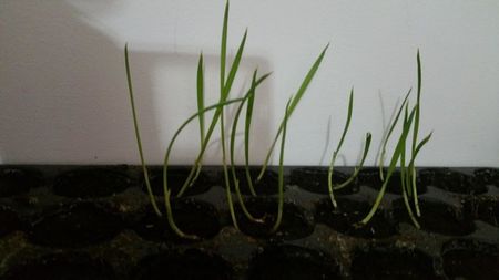 Washingtonia Filifera seminte germinate; Washingtonia filifera - 25 seminte - 5 RON
