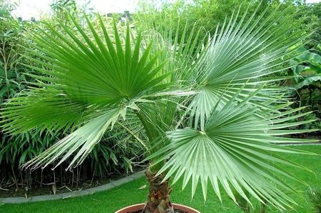 Washingtonia filifera California Fan Palm seminte; Washingtonia filifera - 25 seminte - 5 RON
