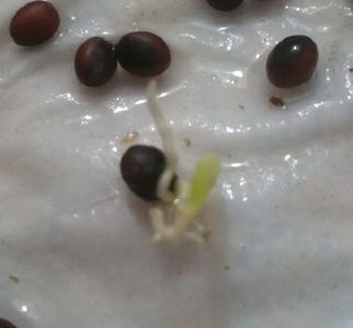 Washngtonia Filifera seminte germinate; Washingtonia filifera - 25 seminte - 5 RON

