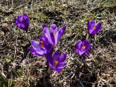 Brânduşa de munte ( Crocus Heuffelianus)