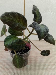 7 apr