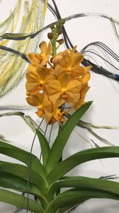 Vanda Orange