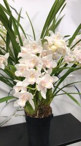 FFCC5705-7E8D-4FF8-93F6-A8D93FF19ABB