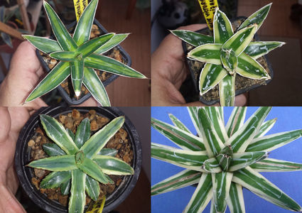 Plantele mame; Victoria Reginae: Mediopicta Aurea, Kizan, Cream Compact, Marginata Alba
