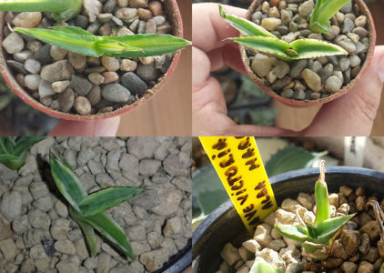 Puii de vanzare. Se dau impreuna cu 200 Ron.; Victoria Reginae: Mediopicta Aurea, Kizan, Cream Compact, Marginata Alba
Se dau impreuna cu 200 Ron. Pentru a-si pastra culoarea au nevoie de cat mai molte ore de lumina solara filtrata.
