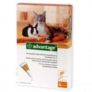 advantage-pisici-mici