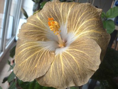 Tahitian Exotic Mustard