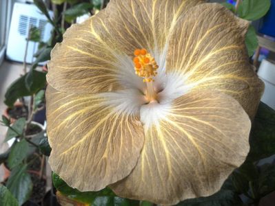 Tahitian Exotic Mustard