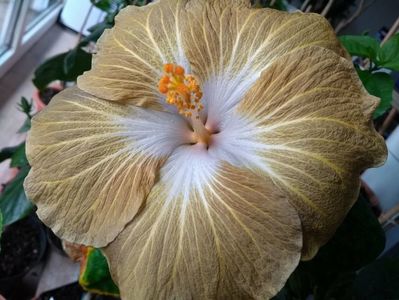 Tahitian Exotic Mustard