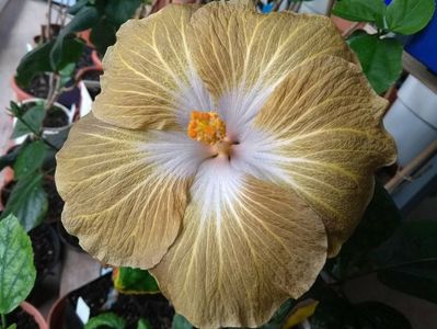 Tahitian Exotic Mustard