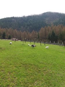 poze 2018 114